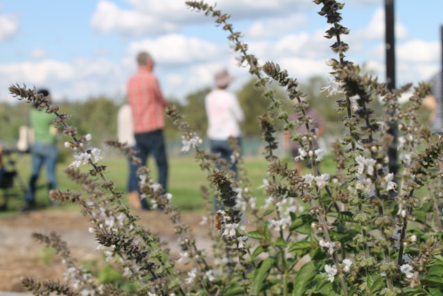 Volunteers in a community garden working together with tools and seedlings