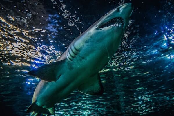 SEA LIFE Sydney
Aquarium