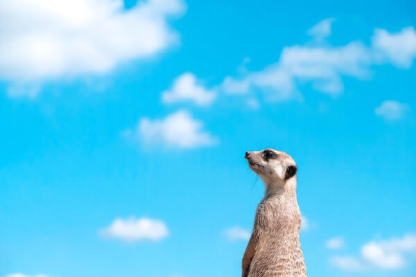 WILD LIFE Sydney Zoo