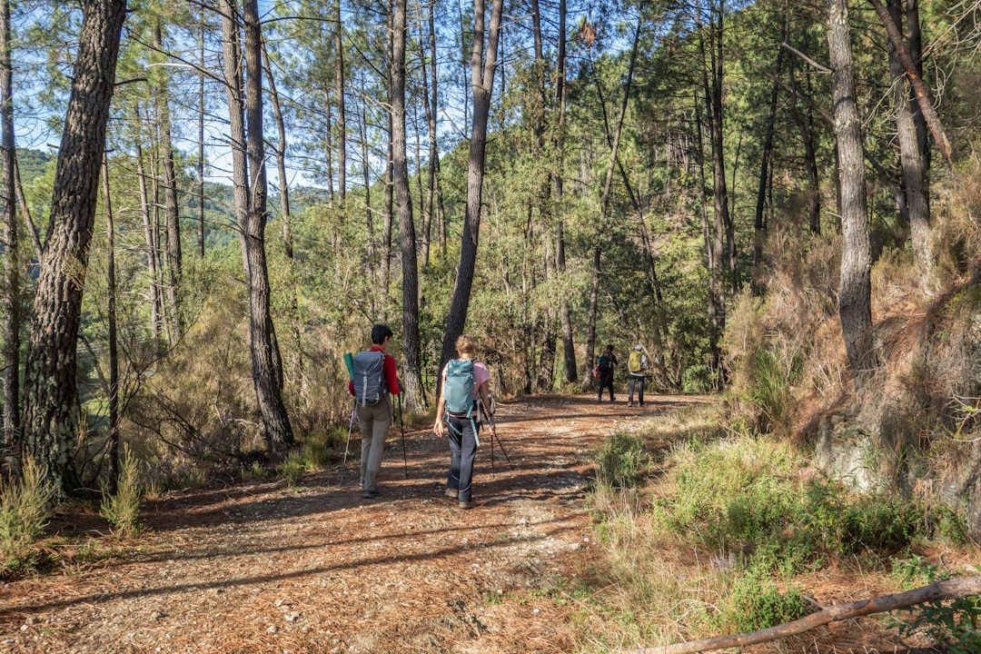 An older couple walking along a bushwalking trail using trekking poles on a sunny day