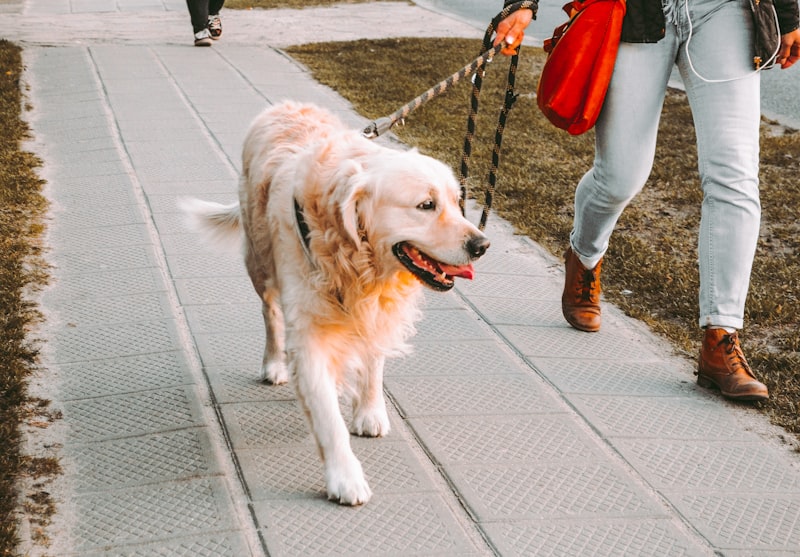 A person walking beside a golden retriever on a suburban street