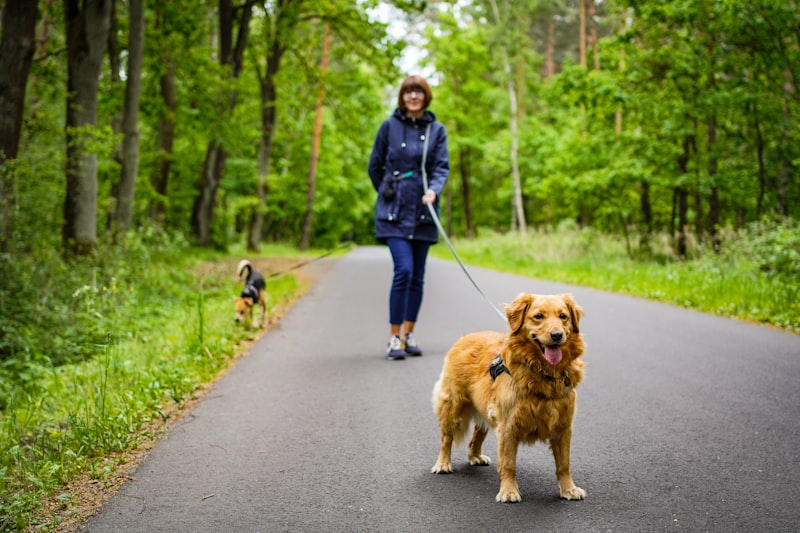 A person walking a dog on a leash on a path in the woods