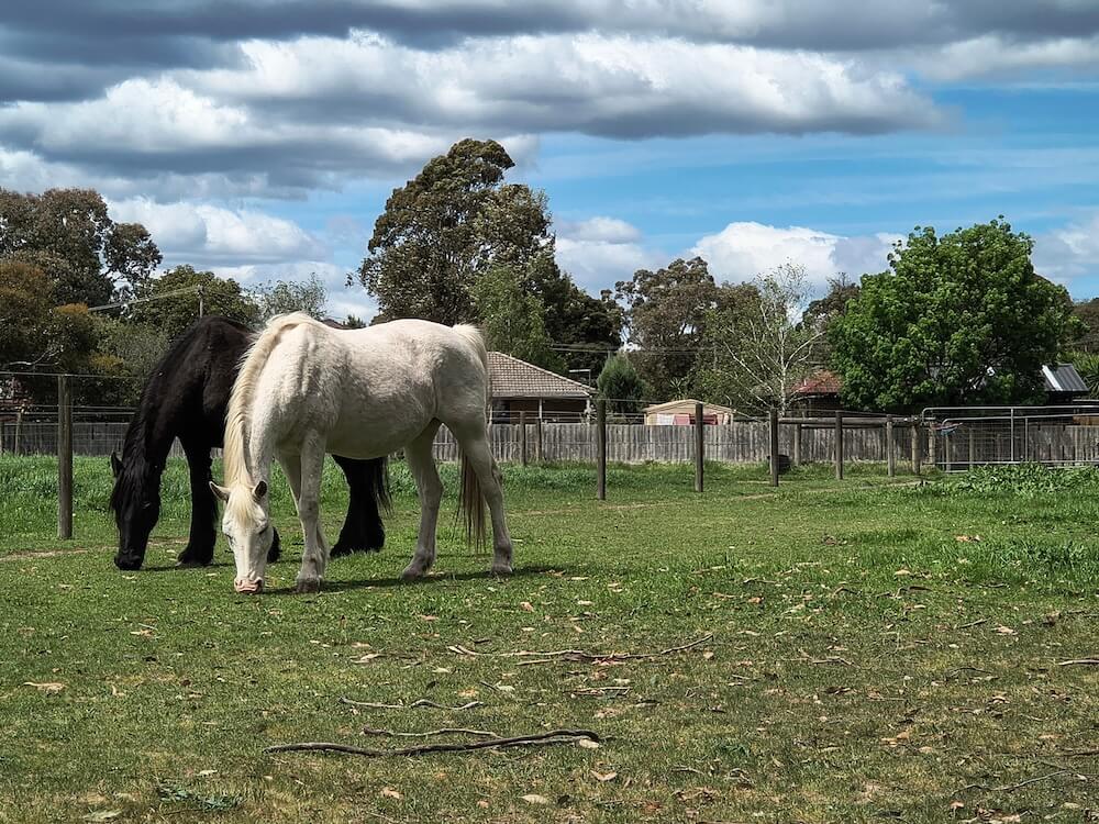 Horses grazing in a paddock beside the Dandenong Creek Trail, a reminder of the corridor's farming past