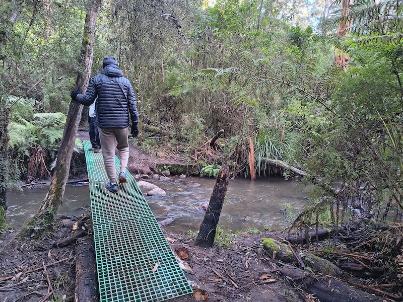 Walkers crossing a narrow green footbridge over Olinda Creek in wet forest