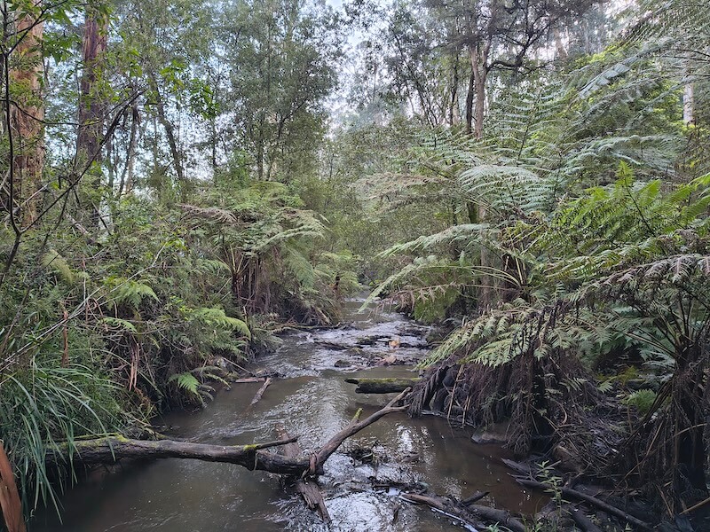 Olinda Creek flowing between tree ferns and fallen branches in the Dandenong Ranges