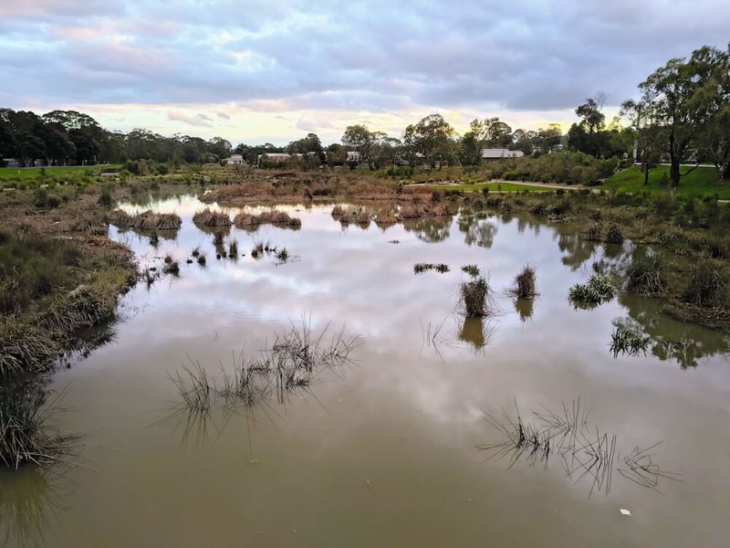 Still water, reeds and trees at Tarralla Creek Wetlands