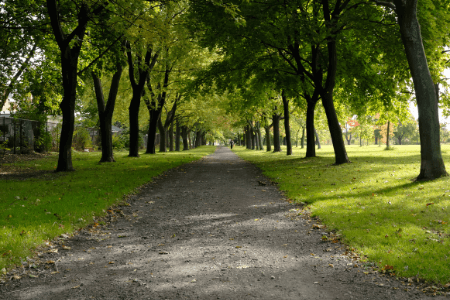 Friday frolic in Parramatta Park at 9.15am Walking Group image